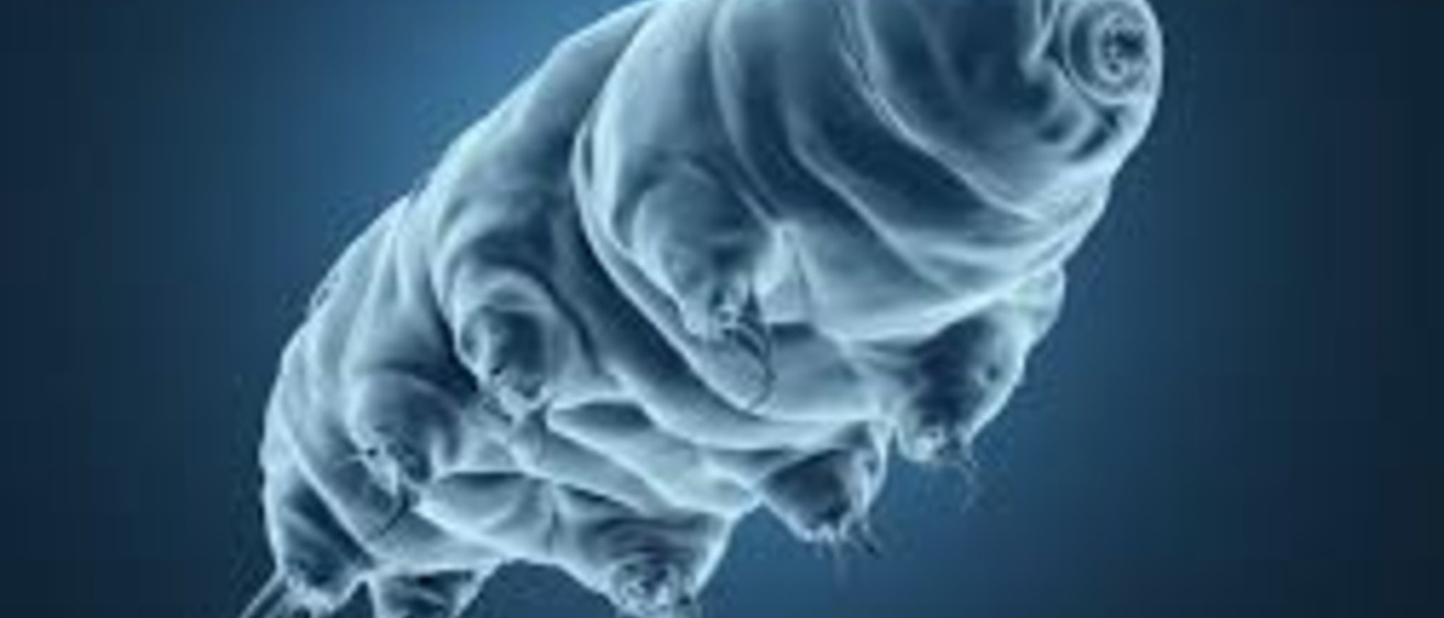 A tardigrade (or water bear.) This hardy microscopic creature can withstand high levels of radiation.