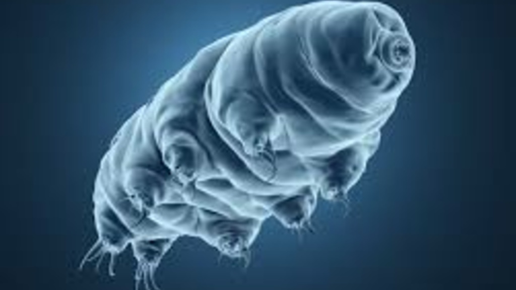 A tardigrade (or water bear.) This hardy microscopic creature can withstand high levels of radiation.